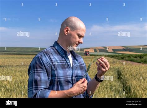 Farmer Standing In The Wheat Field Estimating The Yield Agronomist