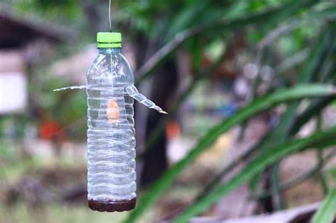 How To Make An Effective Fly Trap From A Soda Bottle