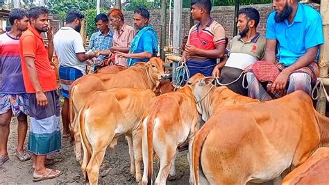 আজ শুক্রবার ৪ চট্টগ্রামের ব্যবসায়ী কেমন দামে শাহীওয়াল জাতের ষাঁড় বাছুর গরু কিনছেন আমবাড়ী