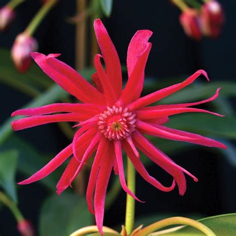 Star Flower Scorpio™ Illicium | Sooner Plant Farm