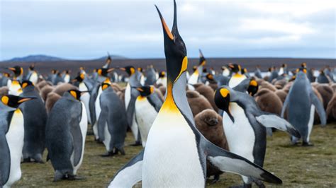 Falklands Wallpapers - Wallpaper Cave