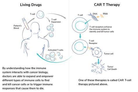 FAQs About Cell and Gene Therapy | Alliance for Cancer Gene Therapy