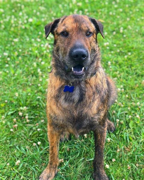 37 Interesting Shar Pei Mixes You Must See With Pictures