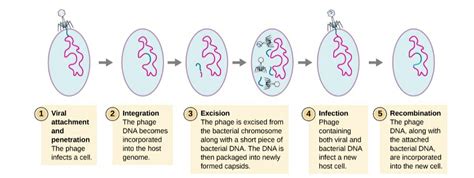 Lytic Cycle Reproductive Cycle Of The Bacteriophage Or Replication Of Bacteriophage