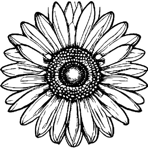 Single Gerbera Daisy Coloring Page · Creative Fabrica