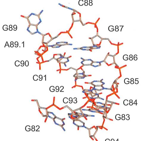 Pdf Molecular Dynamics Of Rna Structural Motif Temperature Enhanced