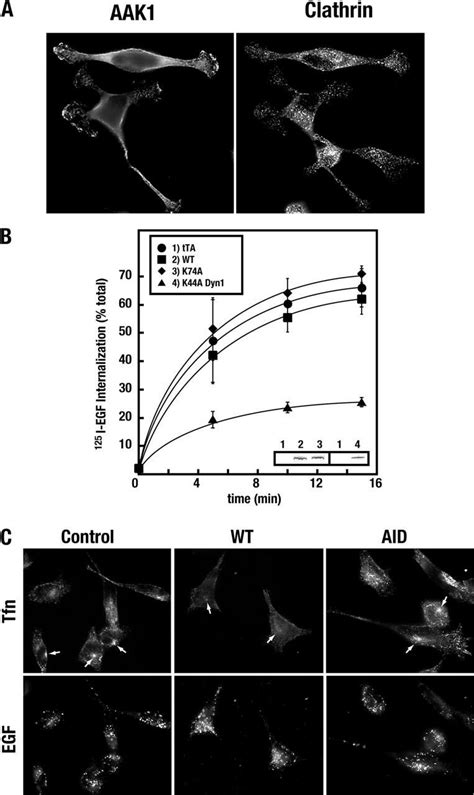 Ap 2deficient Clathrin Coated Pits Are Functional For Egf Uptake A