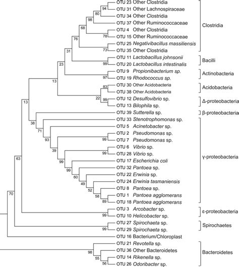 Neighbour Joining Tree Of Partial 16s Rrna Sequences Retrieved From