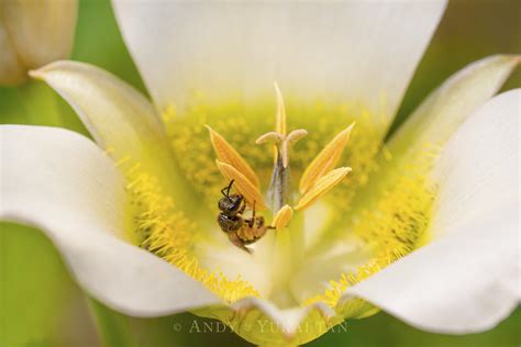 Calochortus Gunnisonii Gunnison S Mariposa Lily F Flickr