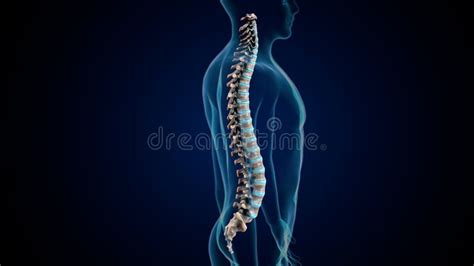 3d Illustration Of Human Body Spinal And Hip Bone Anatomy Stock