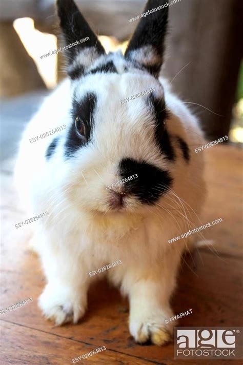 View Of Rabbit Close Up White Black Netherland Dwarf Rabbit Stock