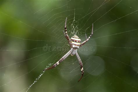 Argiope Keyserlingi Or Argiope Aetherea Both Known As St Andrews Cross