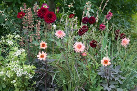 Dahlias: How to plant, grow and care for dahlias - Gardens Illustrated