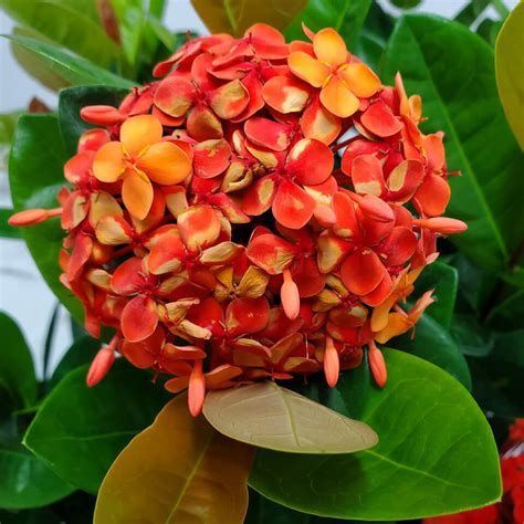 Ixora Maui Red Plant For Sale Tropical Plants Of Florida