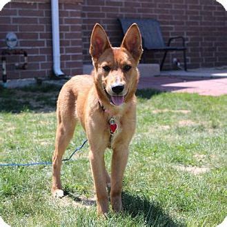 German Shepherd Red Heeler Mix Puppies - Pets Lovers