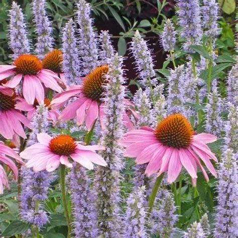 Echinacea Purpurea Red CLT5 Magazinul De Plante