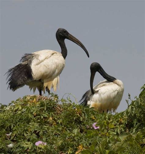 Eritrea's Enthralling Wildlife Photo Quiz | Animals | 10 Questions