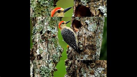 Bird Making Nest In Tree 🐦🌲 Youtube