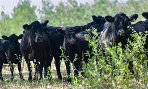 Reclaman Que Nación Incorpore A La Emergencia Agropecuaria Distritos