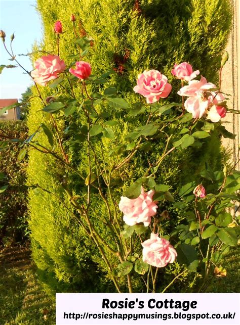 Rosie's Cottage: Rosie's Rose Garden In Bloom & Free Printables!