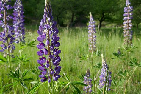 Lupine Padang Rumput Hutan Foto Gratis Di Pixabay Pixabay