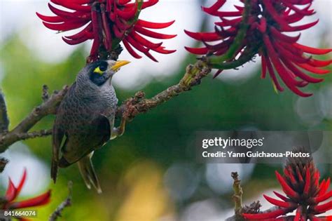 355 Miner Birds Stock Photos High Res Pictures And Images Getty Images