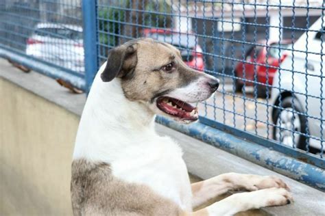 Fogos de artifício podem perturbar os pets veja dicas para ajudar UNITV