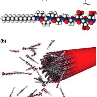 Self Assemblies Of Pas A Molecular Structure Of A Peptide Amphiphile