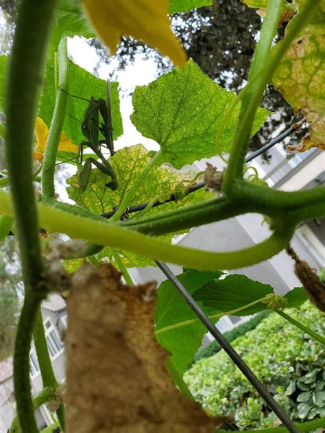 Female praying mantis with headless male on her back : natureismetal