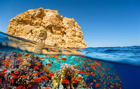 Ras Mohammed National Park Diving Amon Ra Tours