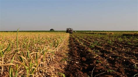 La Mesa Nacional Del Ajo Prev Un Descenso Importante De Las Siembras