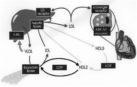 Lipoprotein Metabolism-Endogenous Pathway | Download Scientific Diagram