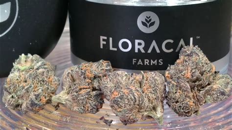 Floracal Gastro Pop Youtube