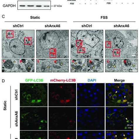 FSS Promotes The Expression And Translocation Of AnxA6 In MC3T3 E1