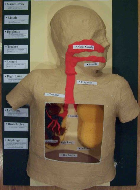 Respiratory System Model Ideas