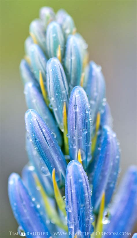 Camas Lily Camassia Quamash Wildflower Willamette Valley Oregon 41714