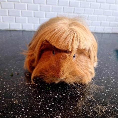 Guinea Pig Haircut Trend