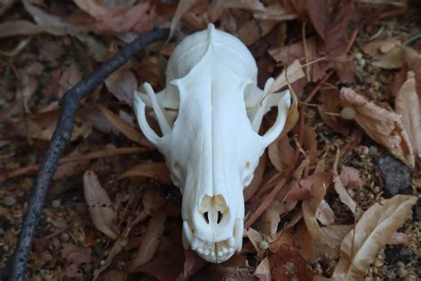 Reserved For Jules Geriatric Red Fox Skull Freyjas Forest