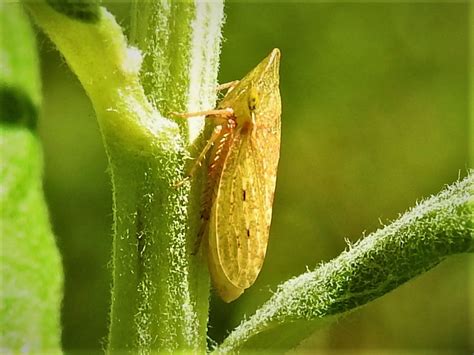 Spittlebug 1 Adult Spittlebug Still Working On This One  Flickr