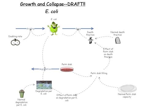 Clone Of E Coli Life Cycle Model Insight Maker