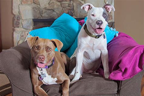 All About The Pit Bull Dog Breed Best Friends Animal Society