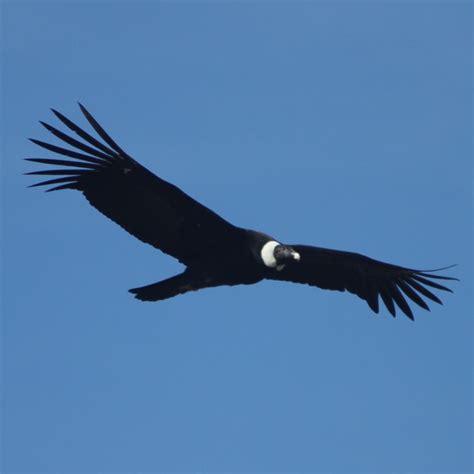 Sp Cial Andes Un Ange Puis Un Condor Des Andes Passe