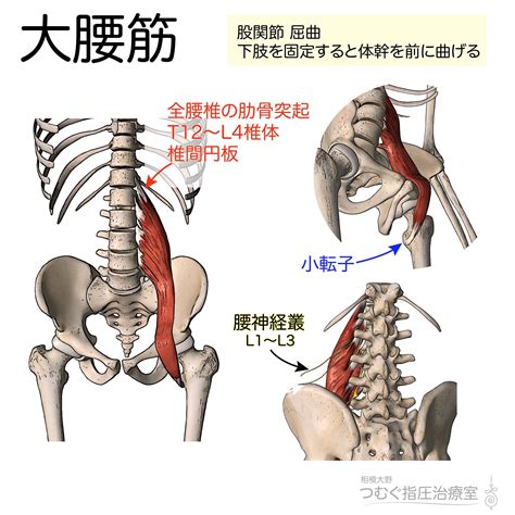 【筋シリーズ】大腰筋 大腰筋は腸骨筋とともに腸腰筋をなす筋肉です。腰椎の肋骨突起や椎体から小転子にかけて走行しています。腰の反りが強いタイプの