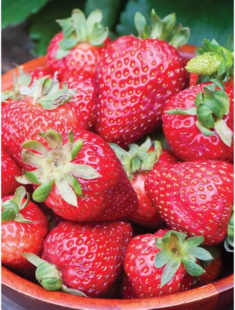 Seascape Strawberry Variety Info And Grow Guide Strawberry Plants