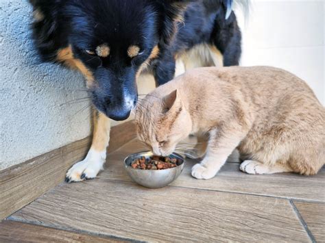 Is It Ok For My Cat To Eat Dog Food Sale Online Lasebfaeufmgbr