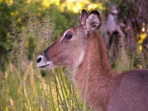 Ugandabeautiful Deer Robin Yamaguchi Flickr