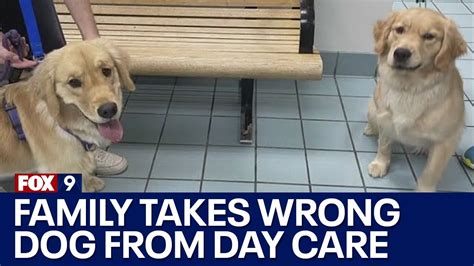 Family mistakenly takes wrong dog from day care - YouTube