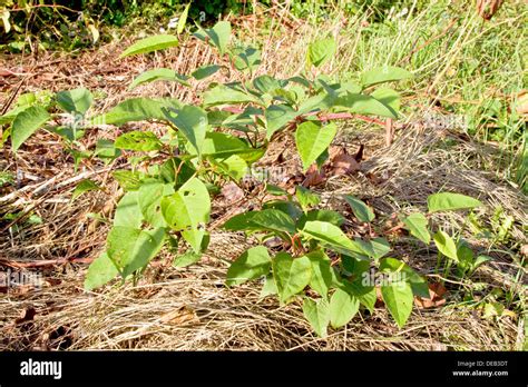 Japanese Knotweed Hi Res Stock Photography And Images Alamy