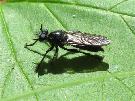 Robber Fly Asilidae Robber Fly Asilidae Photographed Flickr