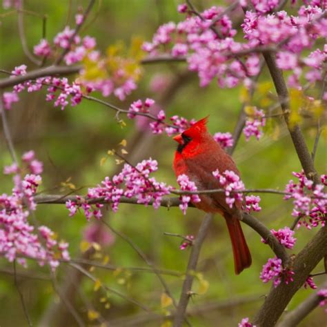 Redbud Trees For Sale Eastern Redbud Tree For Sale Chief River Nursery